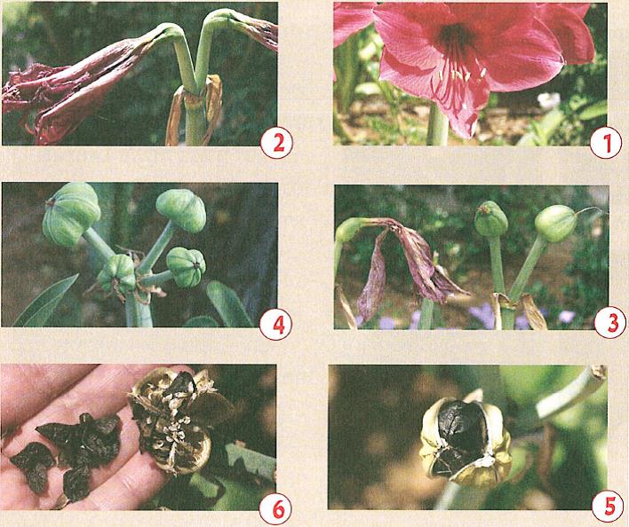 (בספר איור של נוגה ושביט משוחחים)